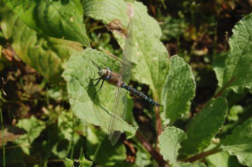 Réf. 249 043 : Aeshna mixta